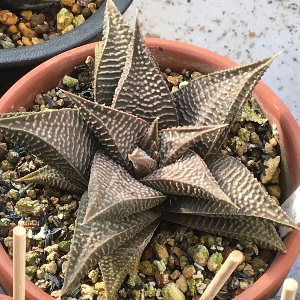 多肉植物 ハオルチアブラックオブツーサ竜爪錦