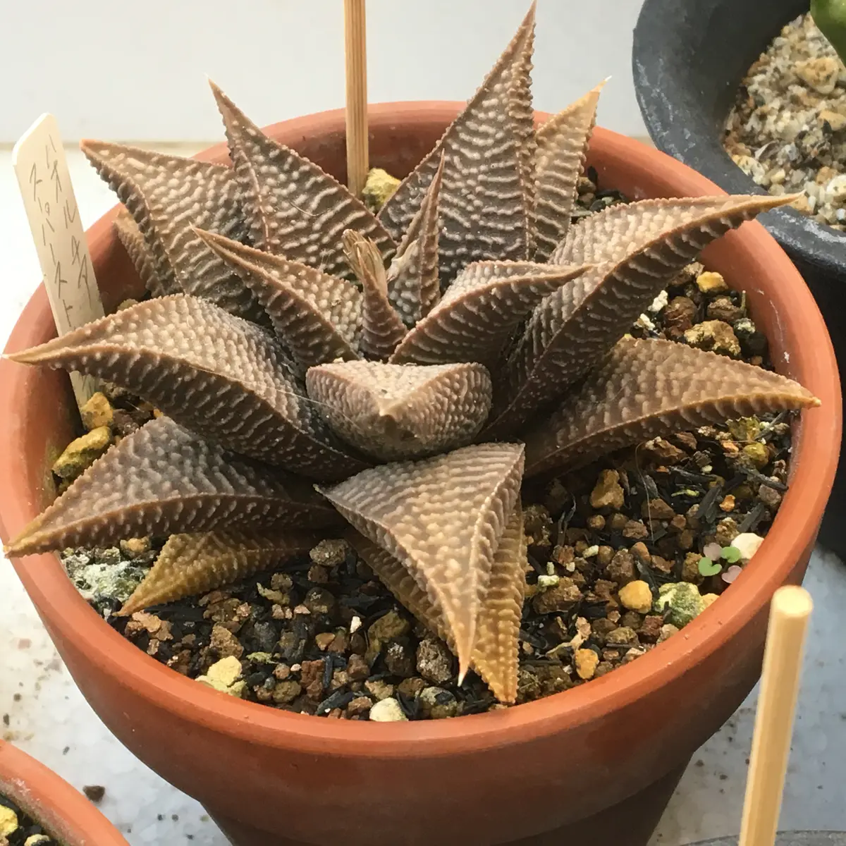 訳あり　多肉植物　ハオルチア　リミフォリア　ストリアータ　発根済み ♪♪ハオルチア リミフォリア ストリアタ（裏点） 多肉植物♪♪