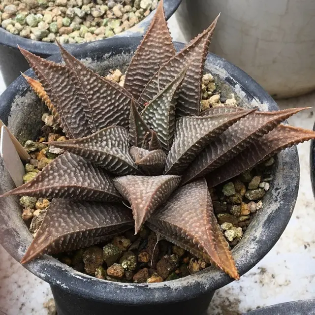 あれれ、日焼けか？｜そだレポ（栽培レポート）by湯島臥牛｜みんなの