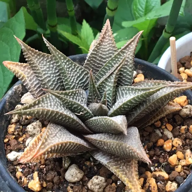 あれれ、日焼けか？｜そだレポ（栽培レポート）by湯島臥牛｜みんなの