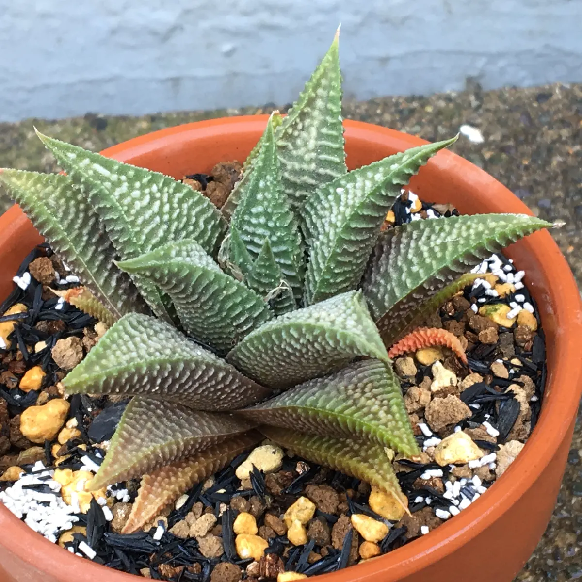 あれれ、日焼けか？｜そだレポ（栽培レポート）by湯島臥牛｜みんなの