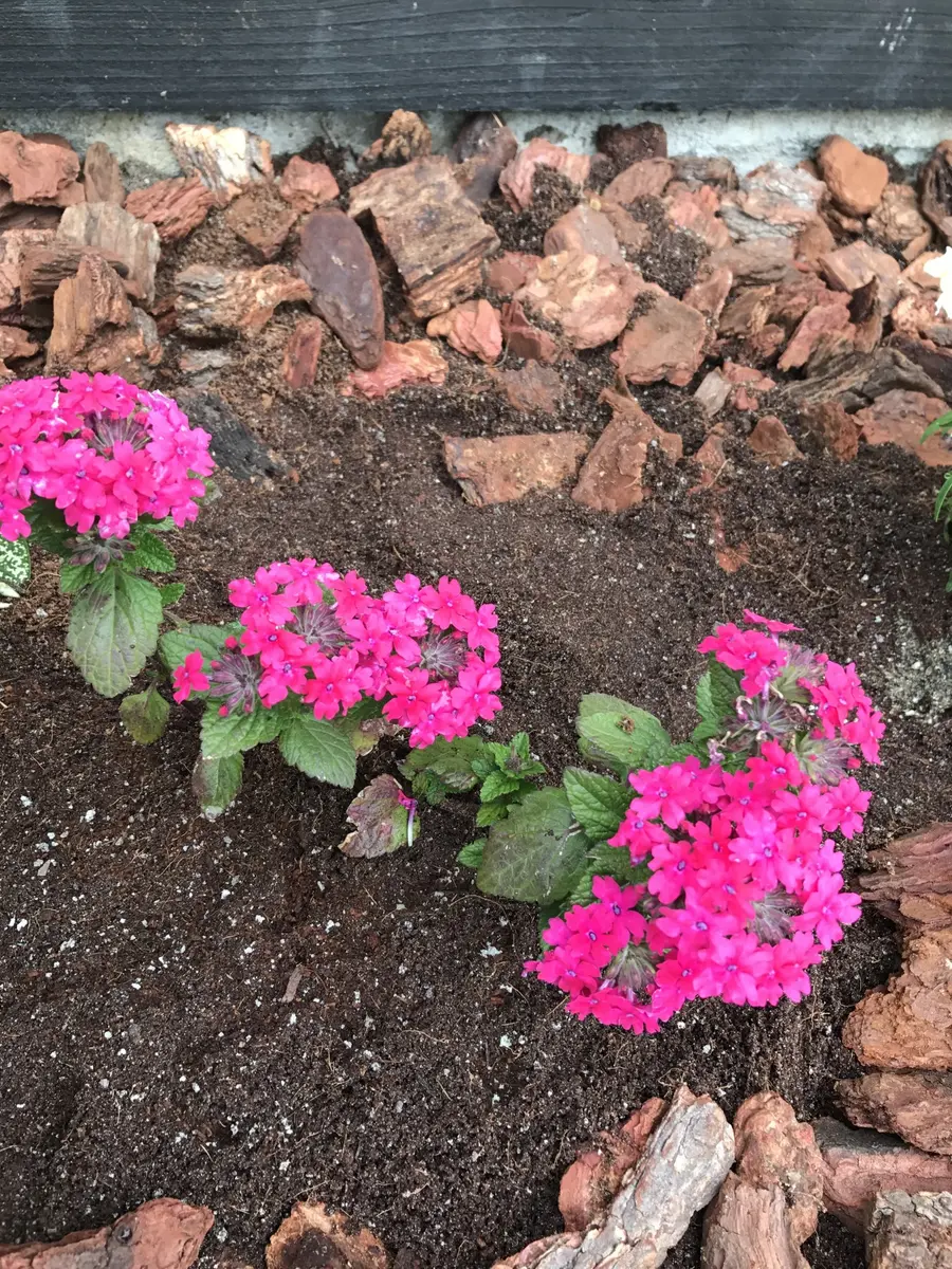 花 手毬 増やし 方
