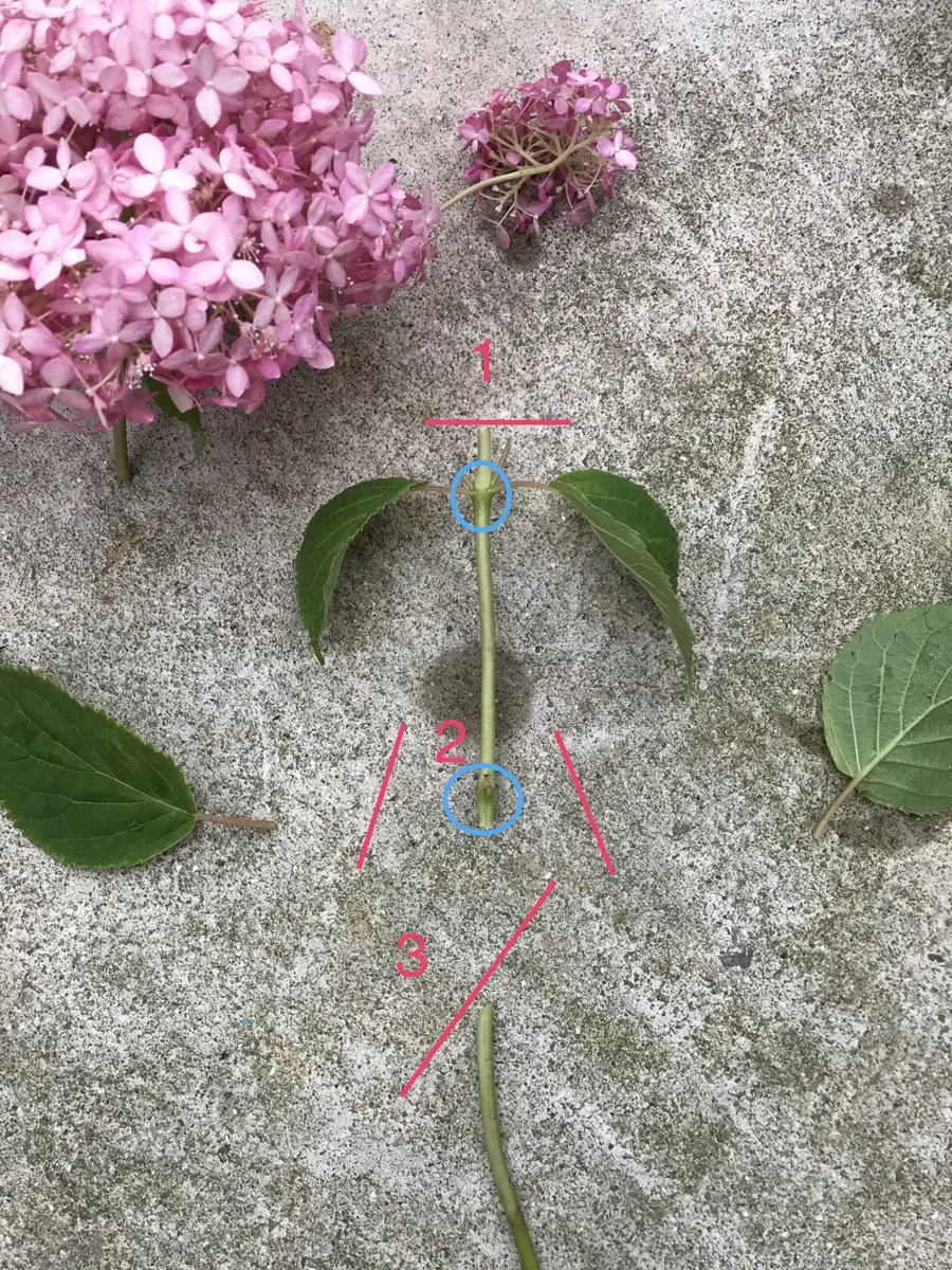 ピンクアナベル挿し木｜そだレポ（栽培レポート）by休日ガーデナー