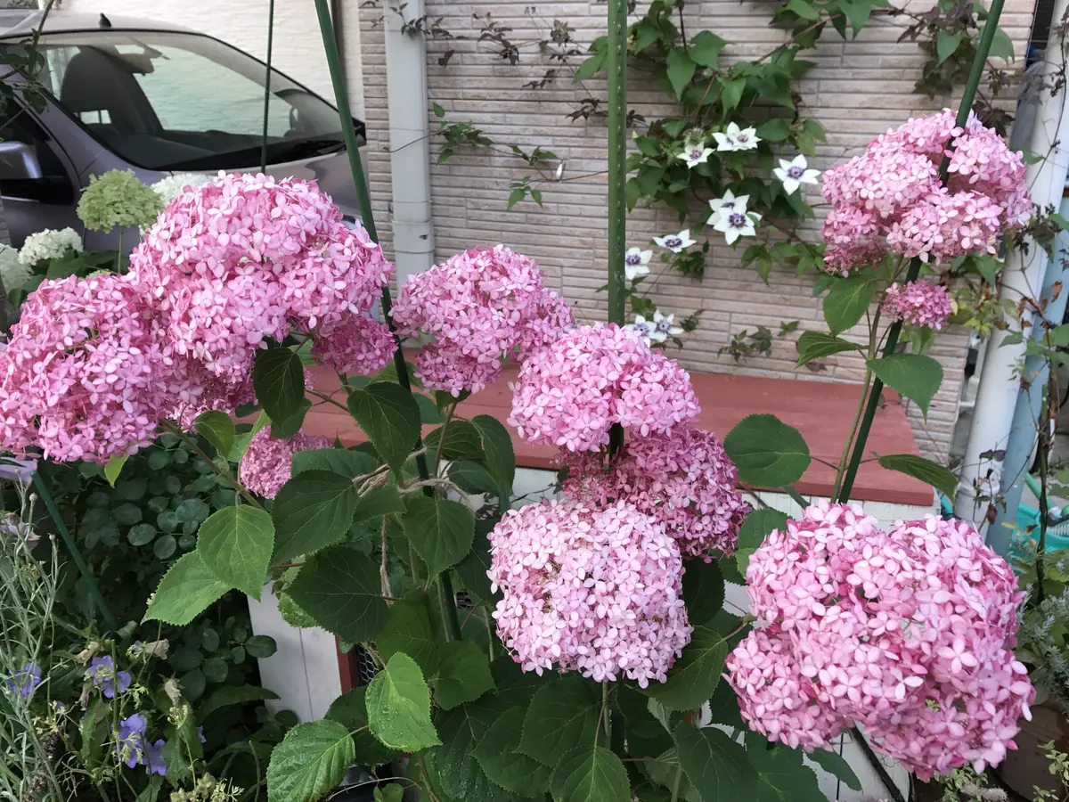 ピンクアナベル挿し木｜そだレポ（栽培レポート）by休日ガーデナー