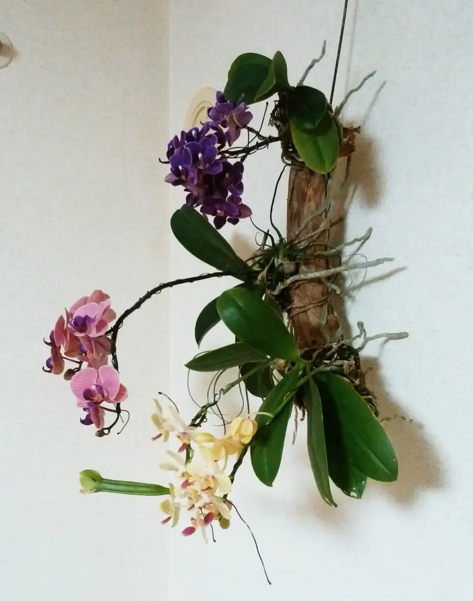 横から「ミディ胡蝶蘭 着生栽培」-そだレポ｜みんなの趣味の園芸