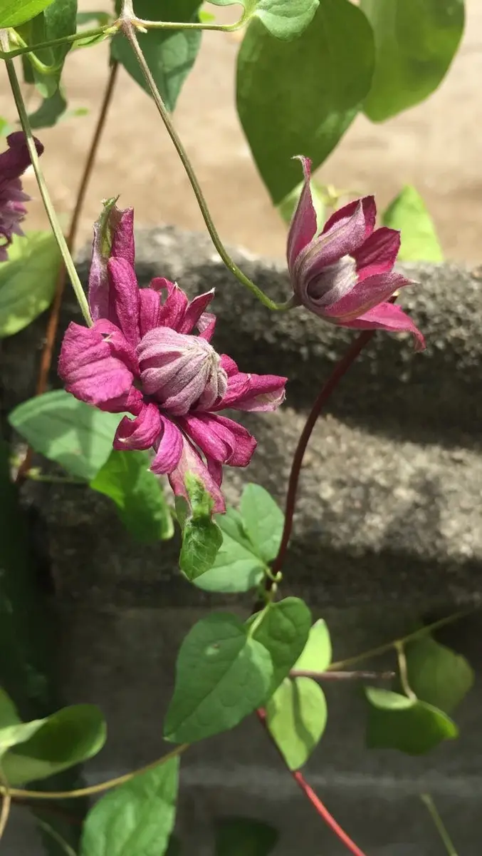 クレマチス パープレアプレナエレガンス 抜き苗 第4種発送 クレマチス