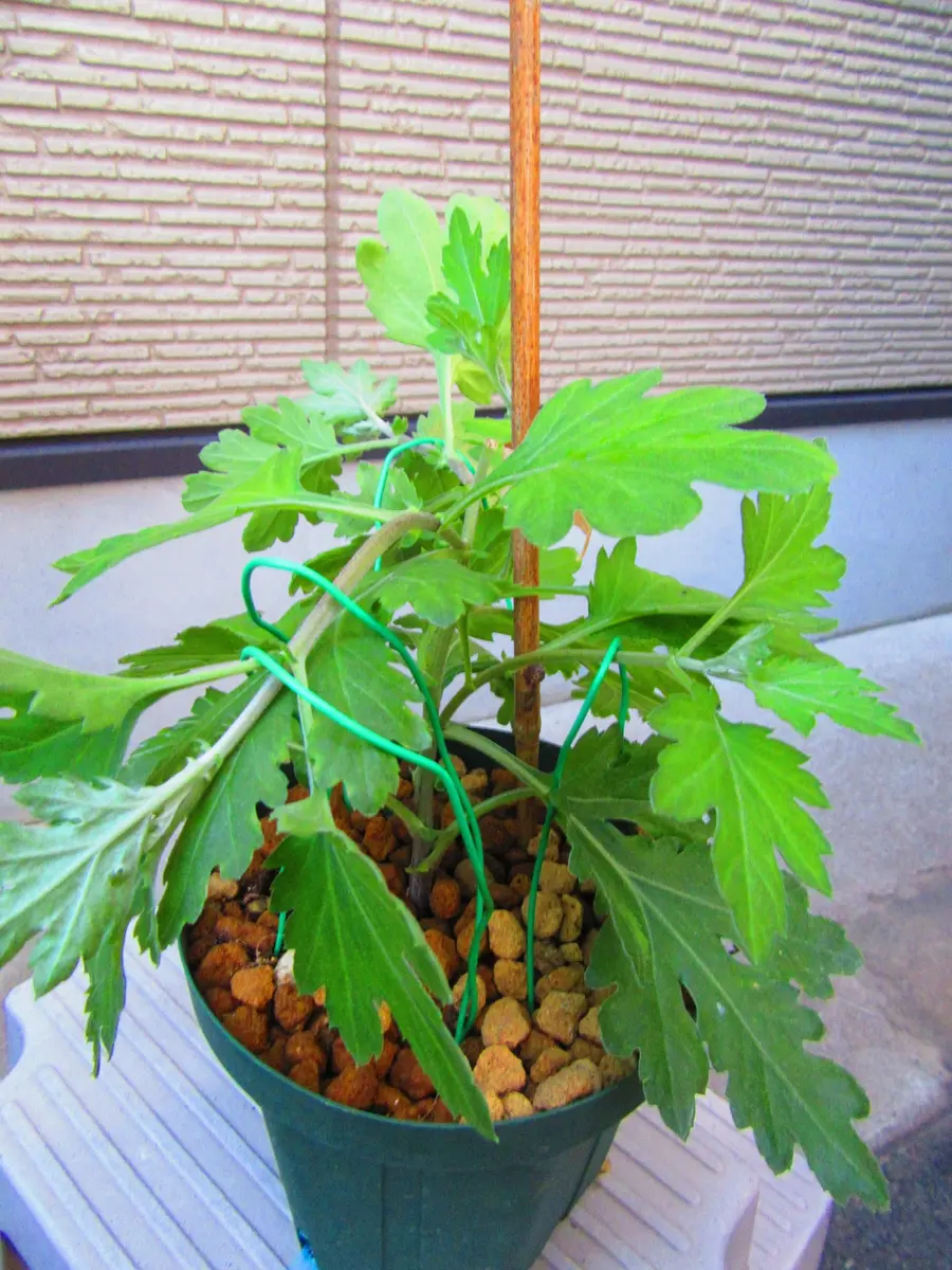 古典菊より教わる菊の世界｜そだレポ（栽培レポート）byますとら