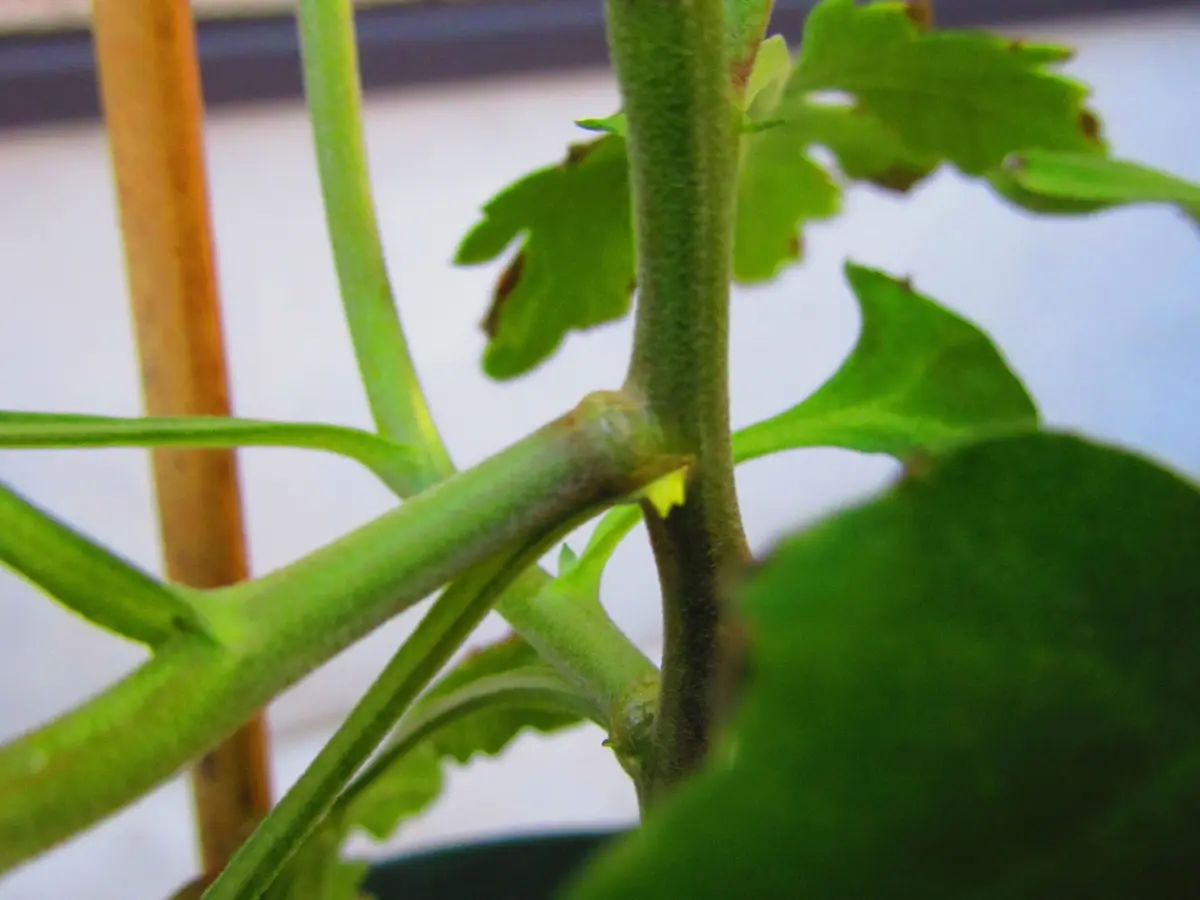 古典菊より教わる菊の世界｜そだレポ（栽培レポート）byますとら