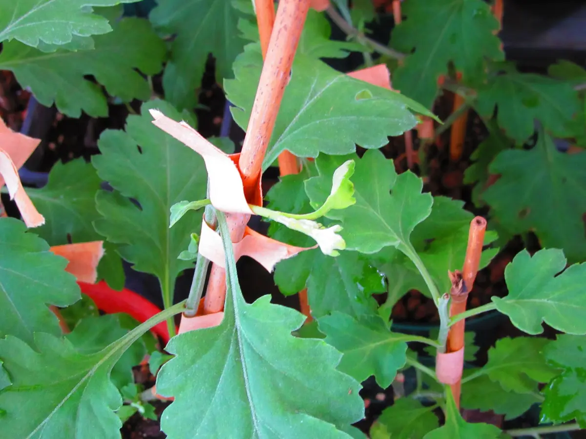 古典菊より教わる菊の世界｜そだレポ（栽培レポート）byますとら