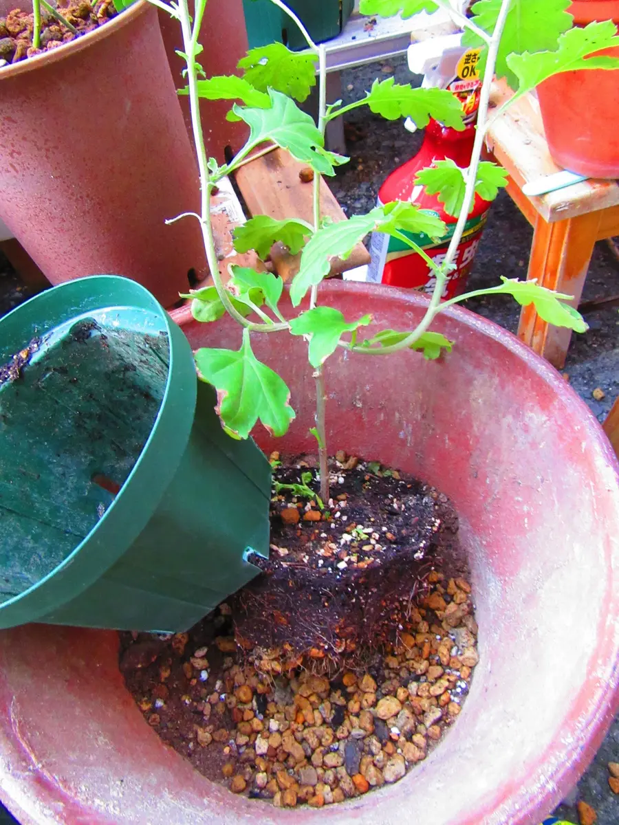 古典菊より教わる菊の世界｜そだレポ（栽培レポート）byますとら