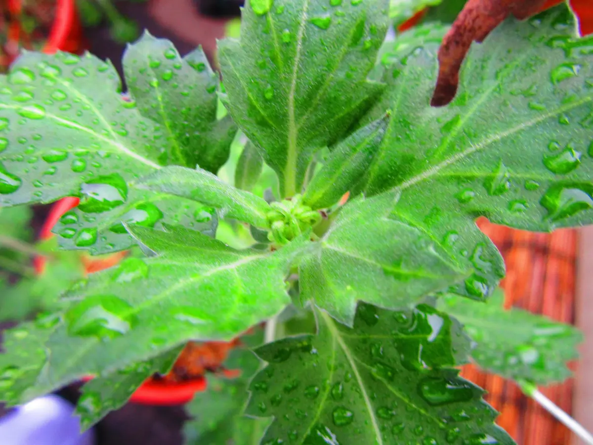 古典菊より教わる菊の世界｜そだレポ（栽培レポート）byますとら