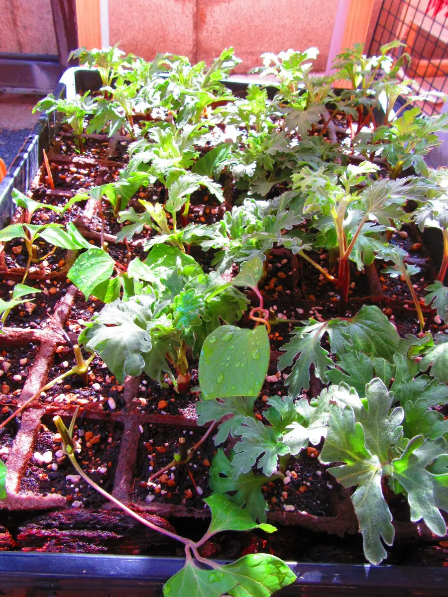 古典菊より教わる菊の世界｜そだレポ（栽培レポート）byますとら