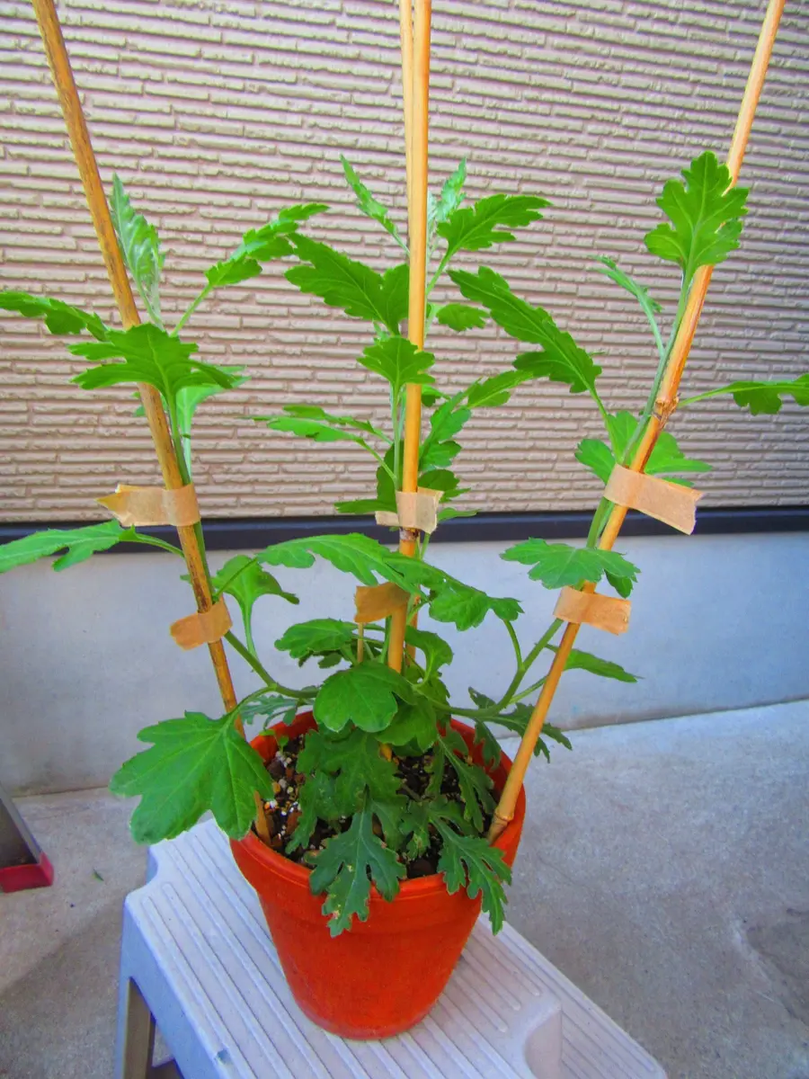 古典菊 江戸菊苗 神楽と黄瀬戸 古典菊より教わる菊の世界｜そだレポ