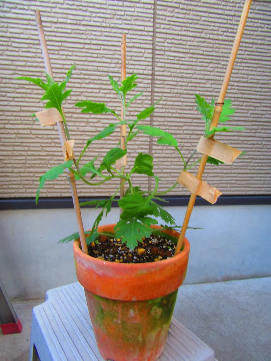 古典菊より教わる菊の世界｜そだレポ（栽培レポート）byますとら