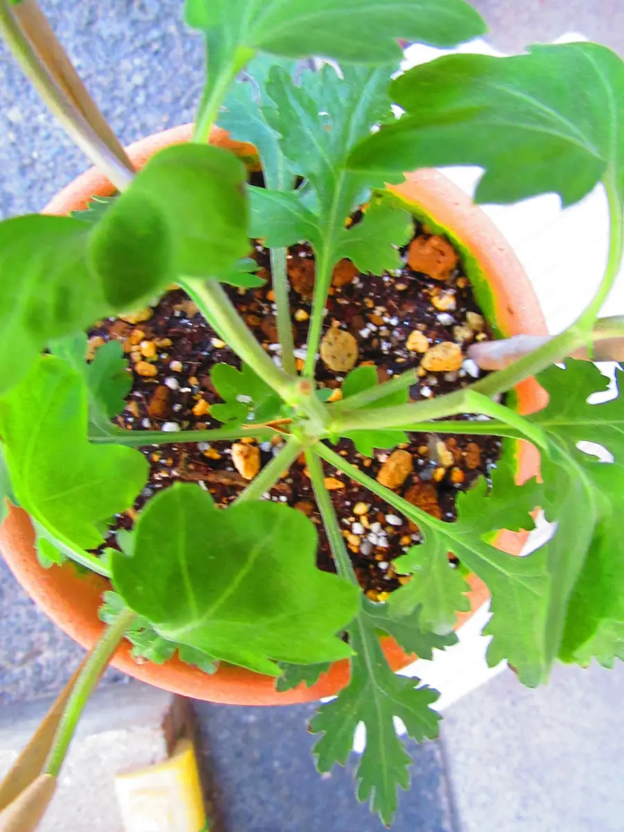 古典菊より教わる菊の世界｜そだレポ（栽培レポート）byますとら