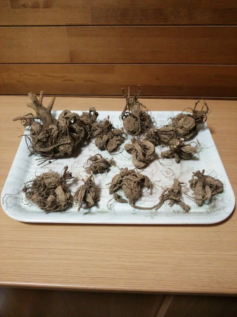 干からびたダリアの球根｜そだレポ（栽培レポート）byまるとメル