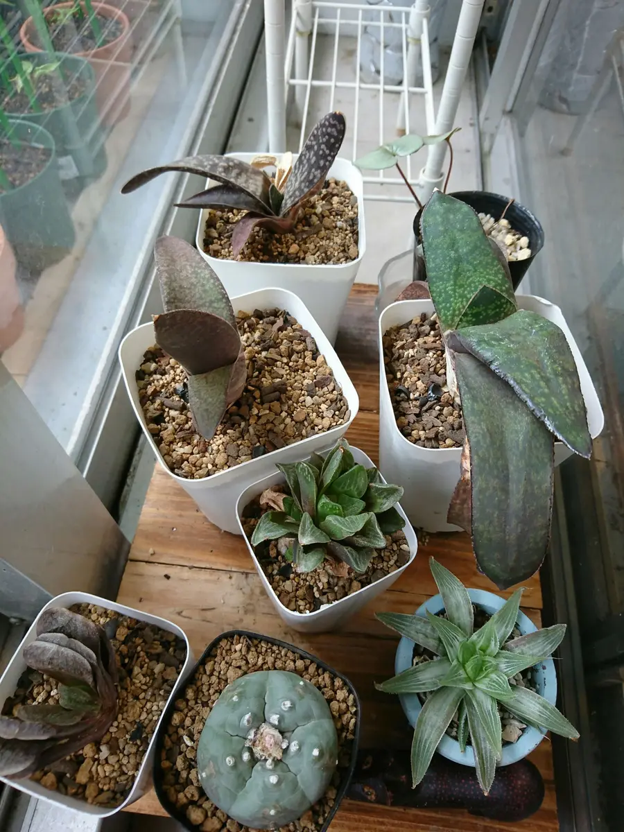 ハオルチアとガステリアは根で呼吸をする｜そだレポ（栽培レポート