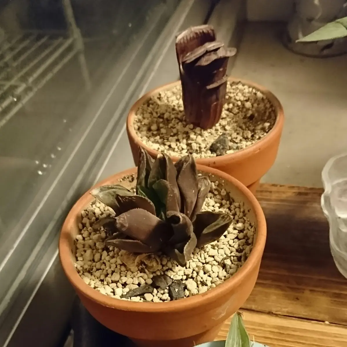 ハオルチアとガステリアは根で呼吸をする｜そだレポ（栽培レポート