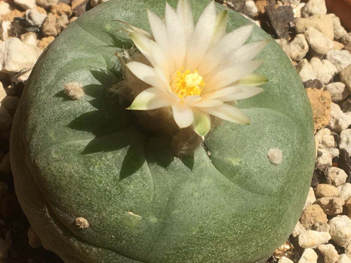 また咲いたサボテン烏羽玉🌵｜そだレポ（栽培レポート）by湯島臥牛 