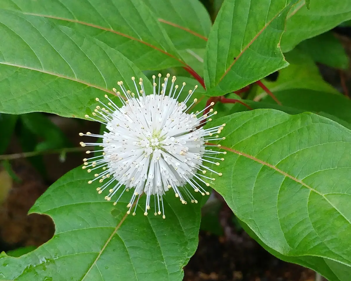 谷渡りの木｜そだレポ（栽培レポート）byかおりん｜みんなの趣味の園芸