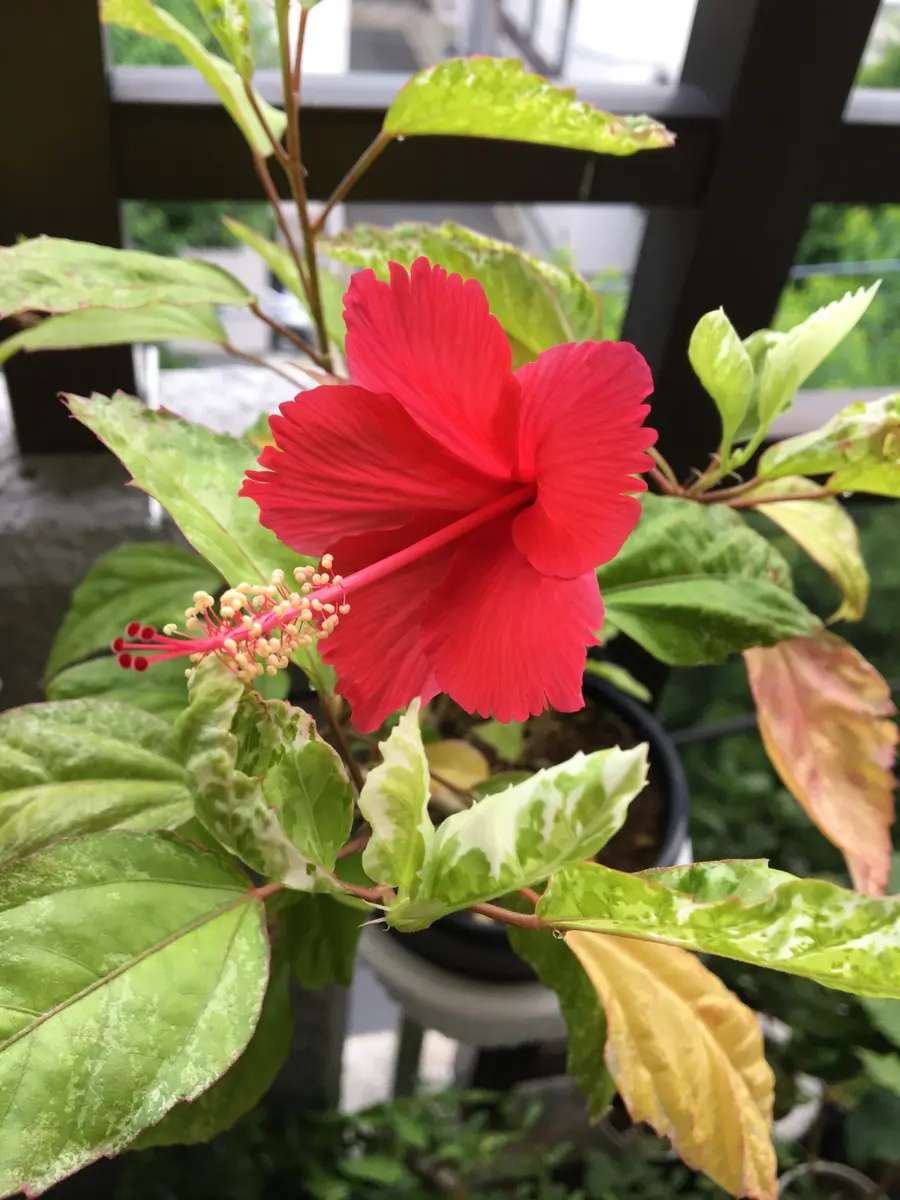 ハイビスカス🌺｜そだレポ（栽培レポート）byくるみママ｜みんなの趣味