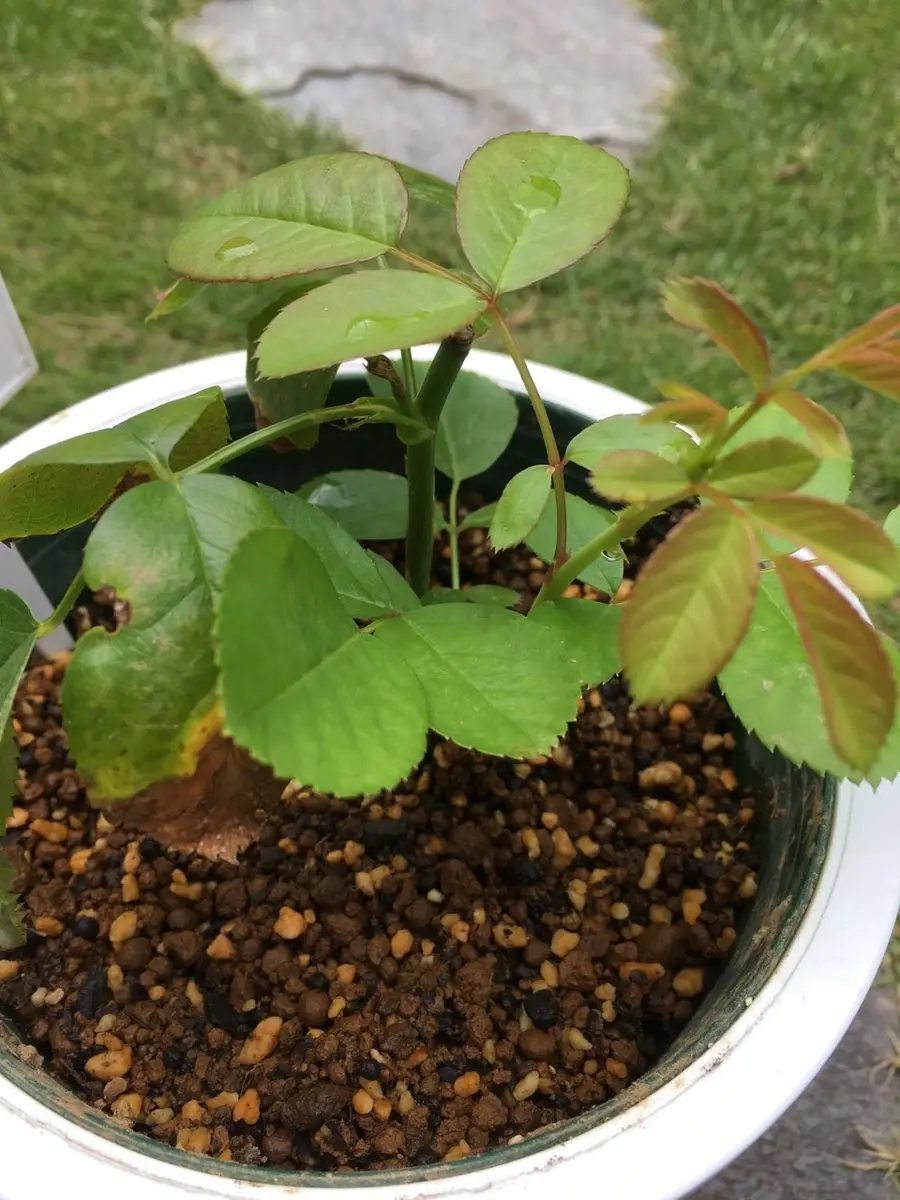 アンジェラの挿し木｜そだレポ（栽培レポート）by弥生5月｜みんなの