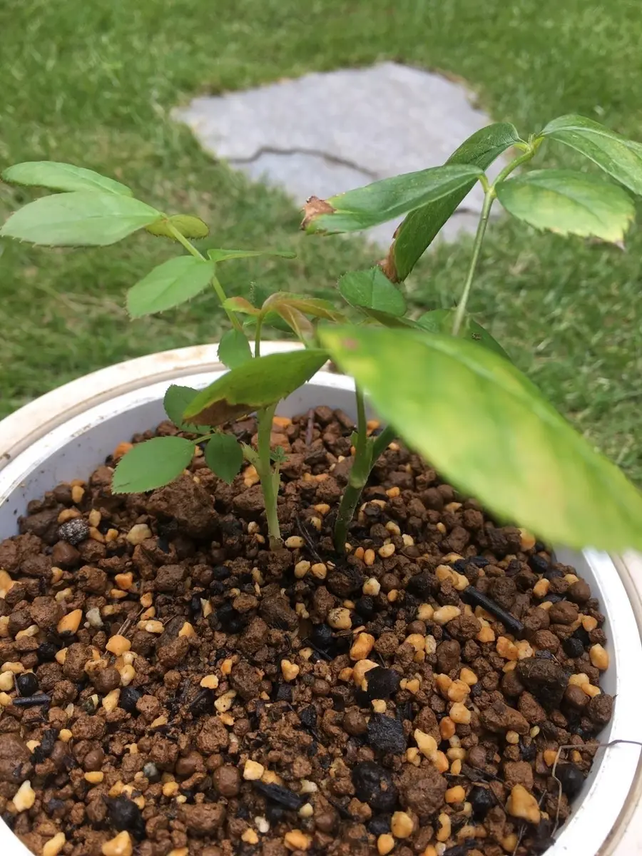 バラの挿し木苗　3本組　アンジェラ　エーデルワイス　パレード アンジェラの挿し木｜そだレポ（栽培レポート）by弥生5月｜みんなの