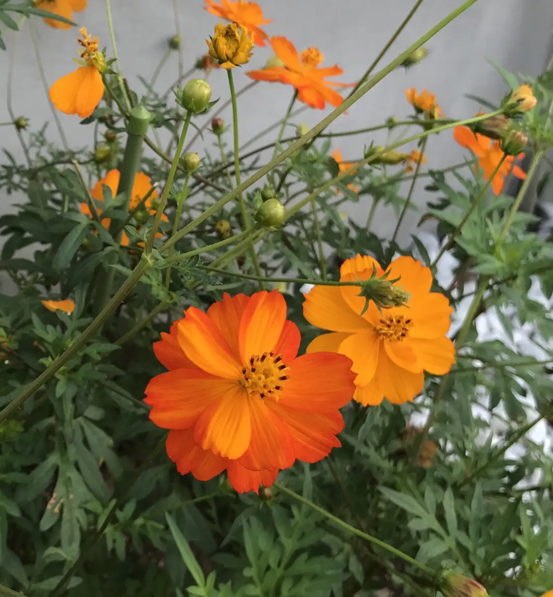 キバナコスモスを種から｜そだレポ（栽培レポート）byるーが｜みんなの