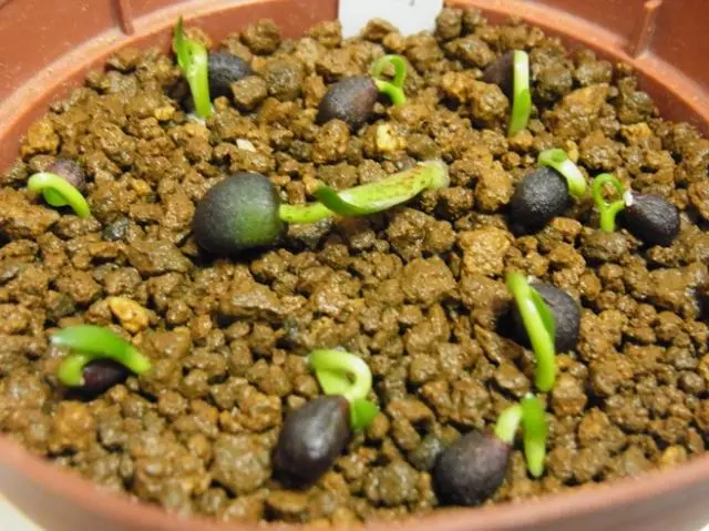 ハエマンサスを実生から育てる｜そだレポ（栽培レポート）byきくち