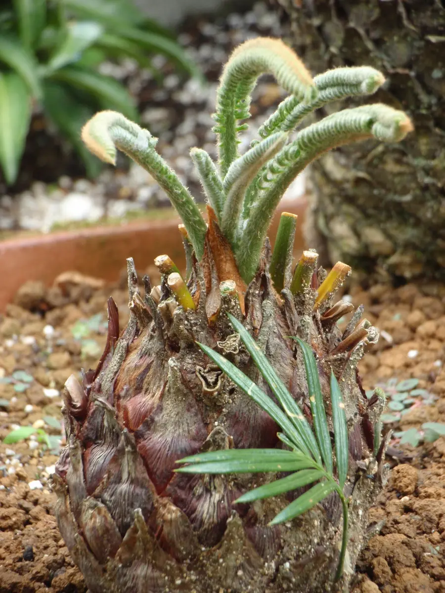 蘇鉄』ソテツの葉の展開｜そだレポ（栽培レポート）by檀m。｜みんなの