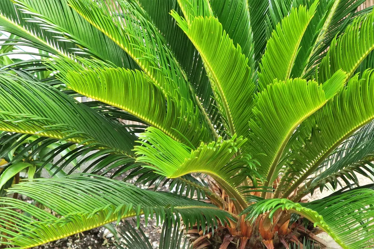 観葉植物】ソテツ(蘇鉄)の育て方｜株分けの方法や植え替えの時期をご紹介 | 植物とあなたをつなぐPlantia
