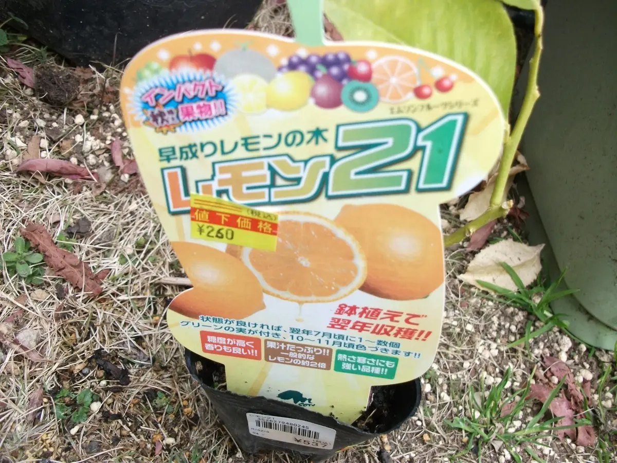 早成りレモンの木、サー育つかなー｜そだレポ（栽培レポート）by