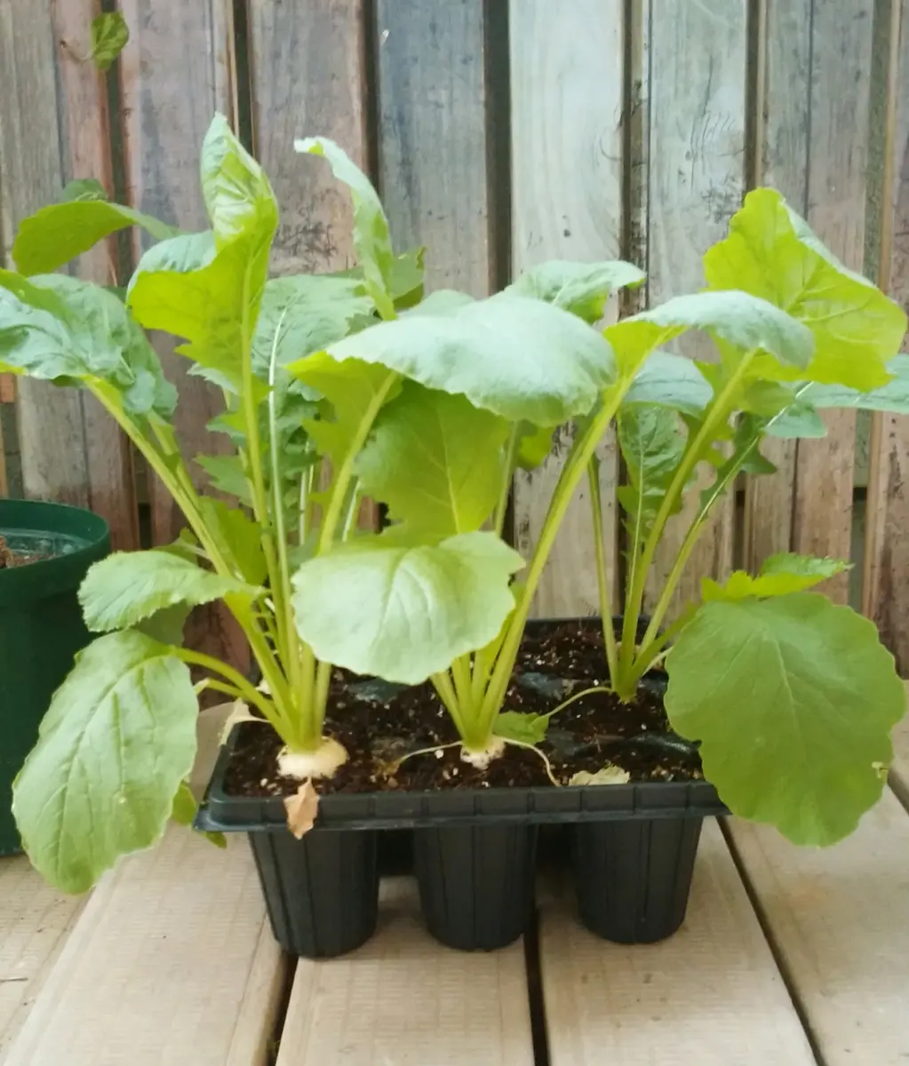 青鬼の植え替え 子株祭り | 無職インセクトの多肉&アクアリウム
