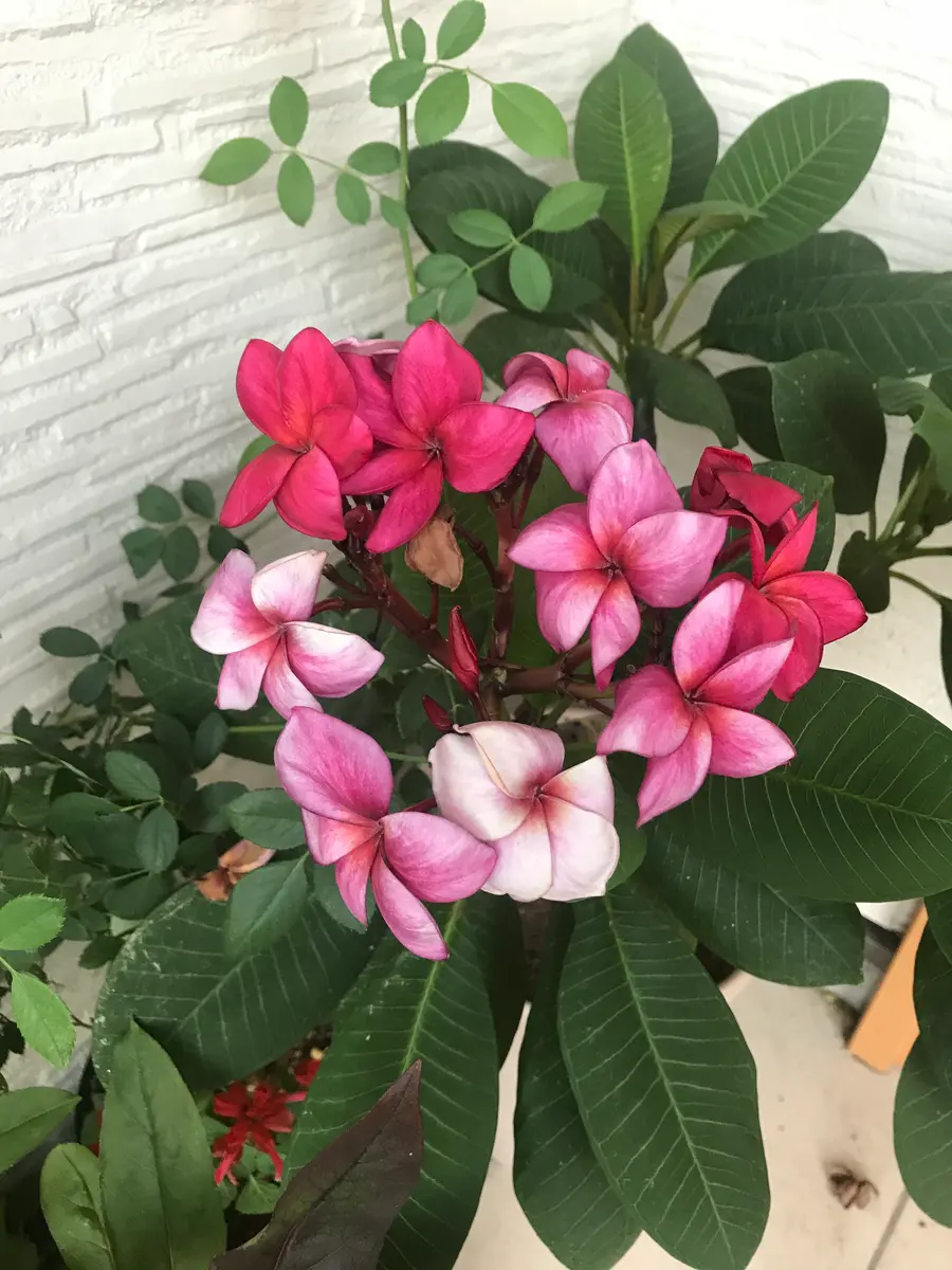 初めてのプルメリア｜そだレポ（栽培レポート）by休日ガーデナー