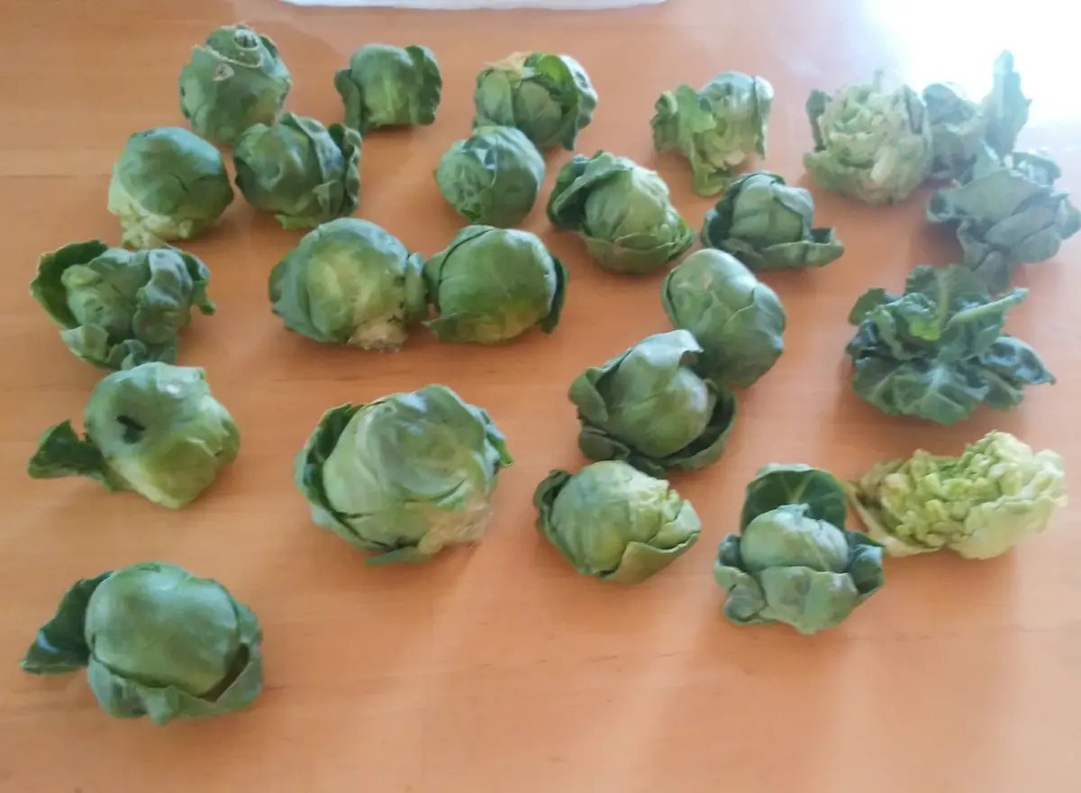 芽キャベツを育てて食べよ(￣～￣)｜そだレポ（栽培レポート）byぴー子