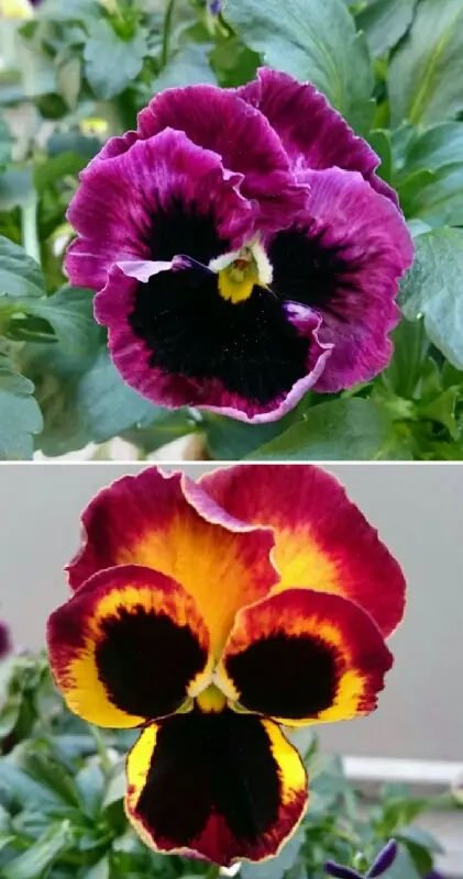 種まき第3弾、4弾｜そだレポ（栽培レポート）byべっしー｜みんなの