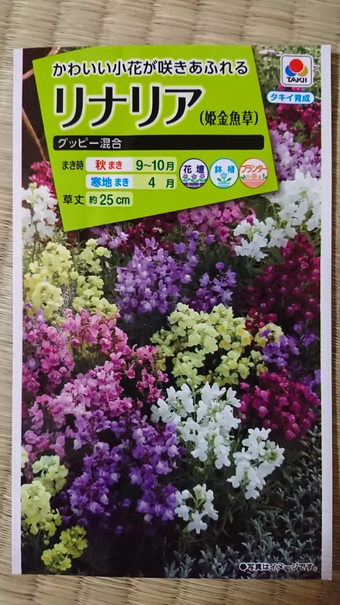 今年こそ！リナリアちゃん｜そだレポ（栽培レポート）bypigpig