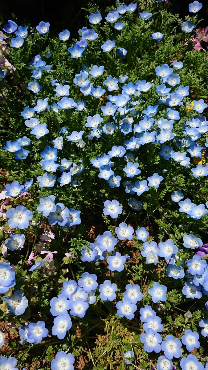 ネモフィラ｜そだレポ（栽培レポート）byべっしー｜みんなの趣味の園芸