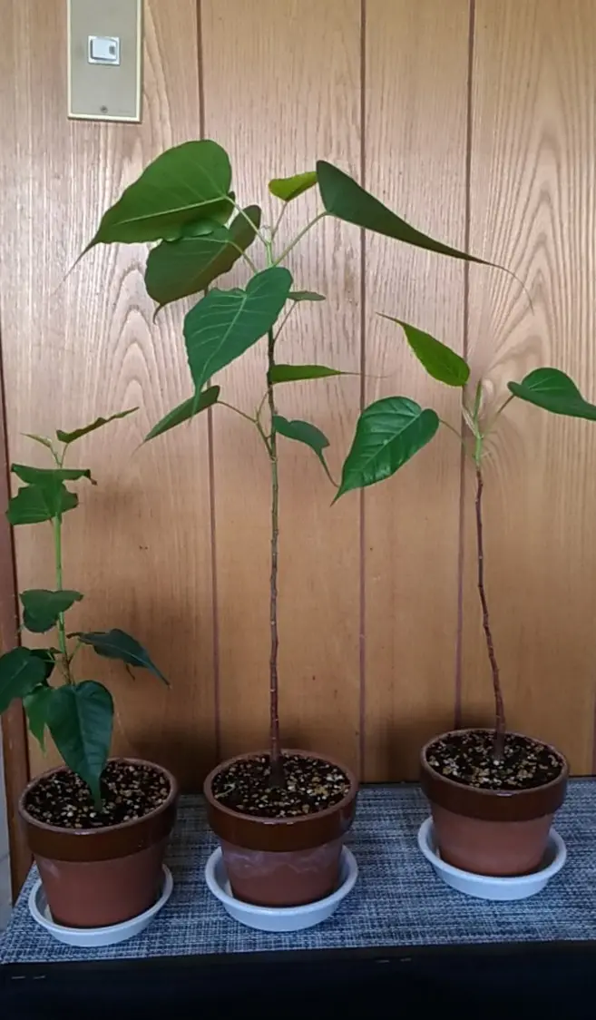 光触媒 人工観葉植物 ウォールグリーン フェイクグリーン ローレル