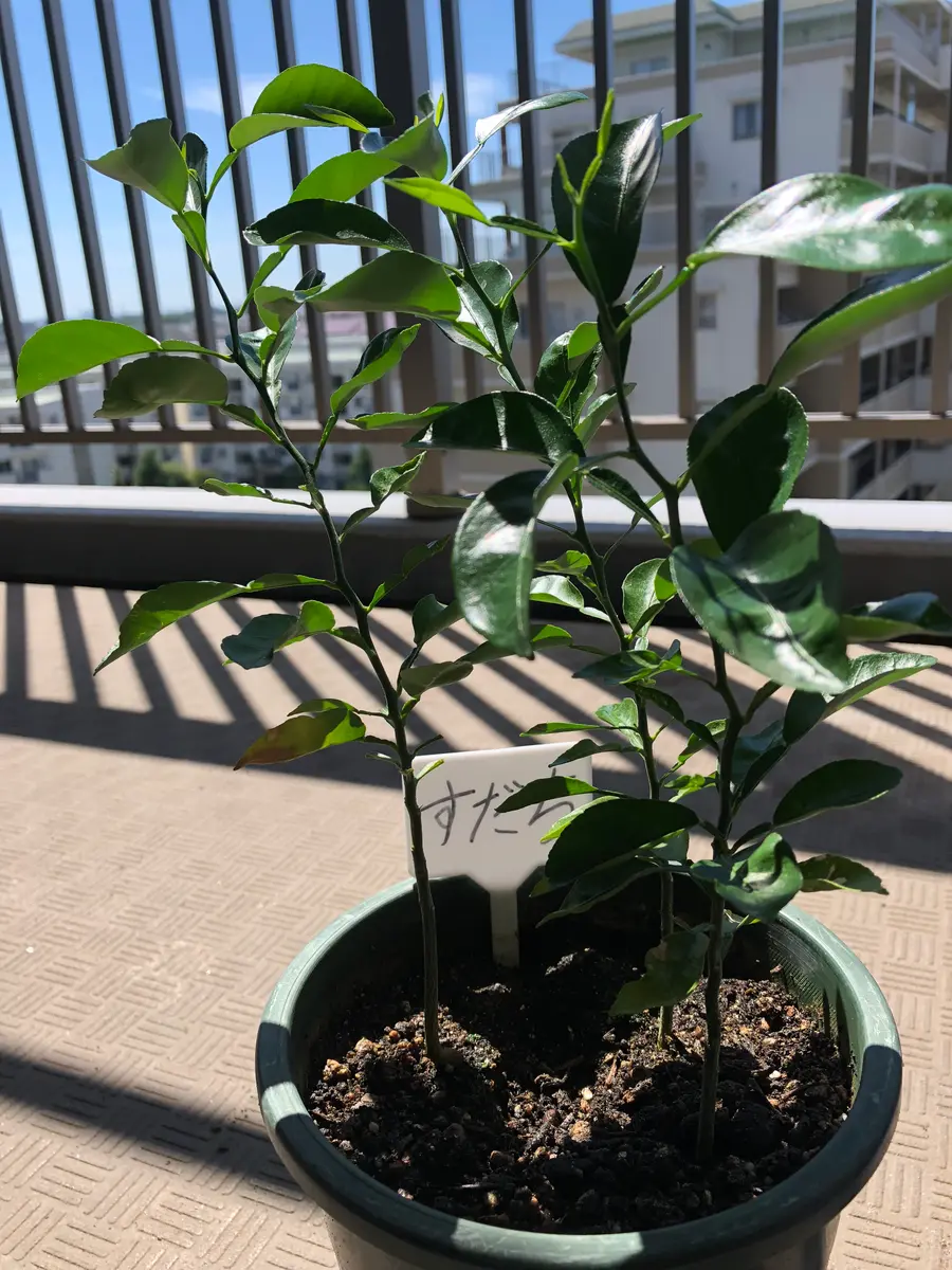 すだち種から育ててみる｜そだレポ（栽培レポート）byまじぃ｜みんなの