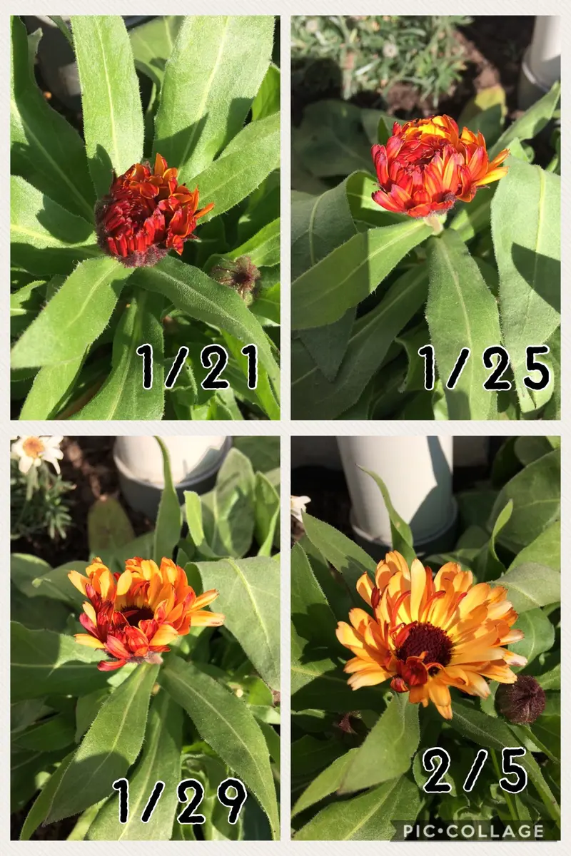カレンデュラブロンズビューティ｜そだレポ（栽培レポート）byサトリ33
