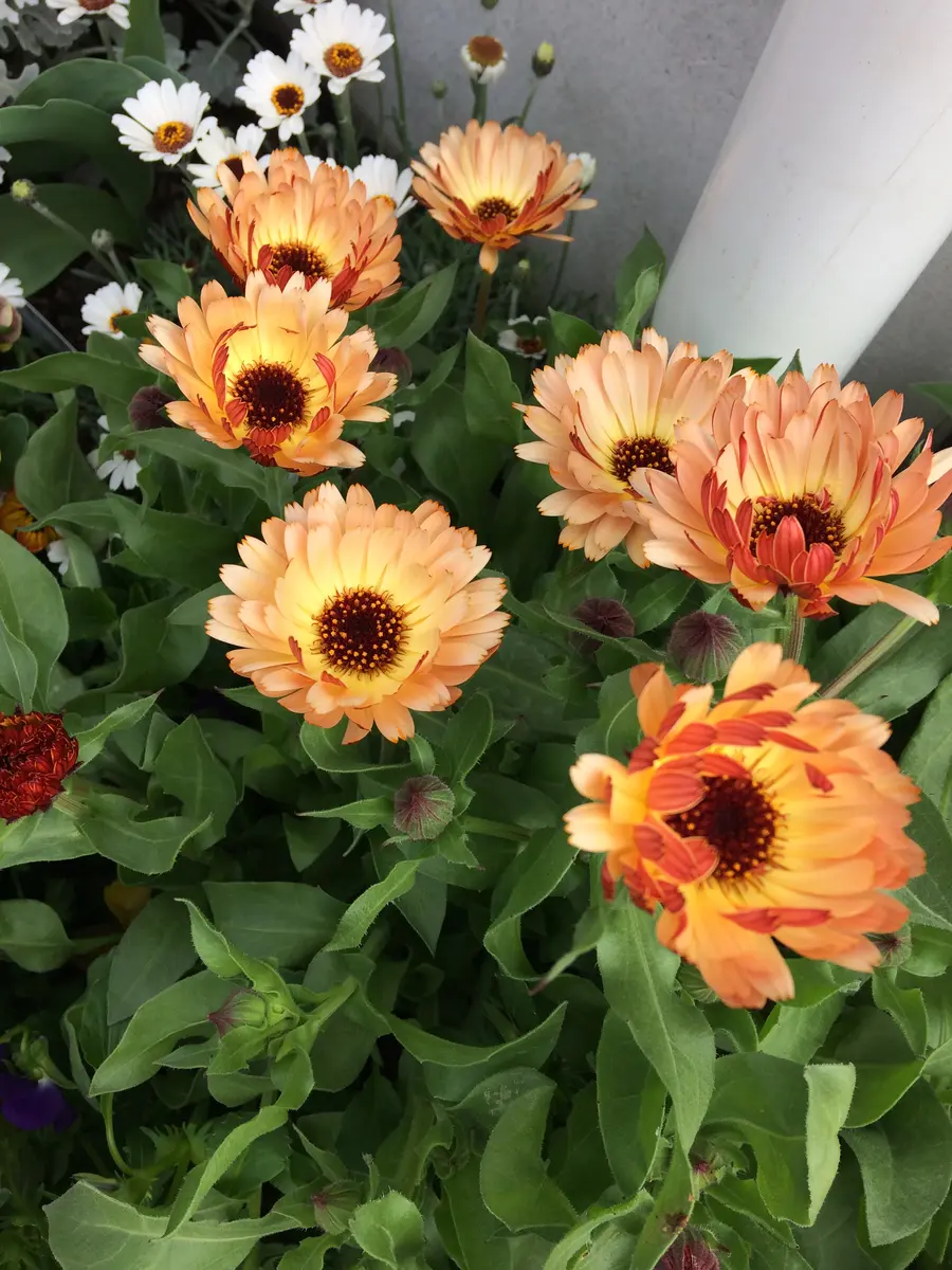 カレンデュラブロンズビューティ｜そだレポ（栽培レポート）byサトリ33