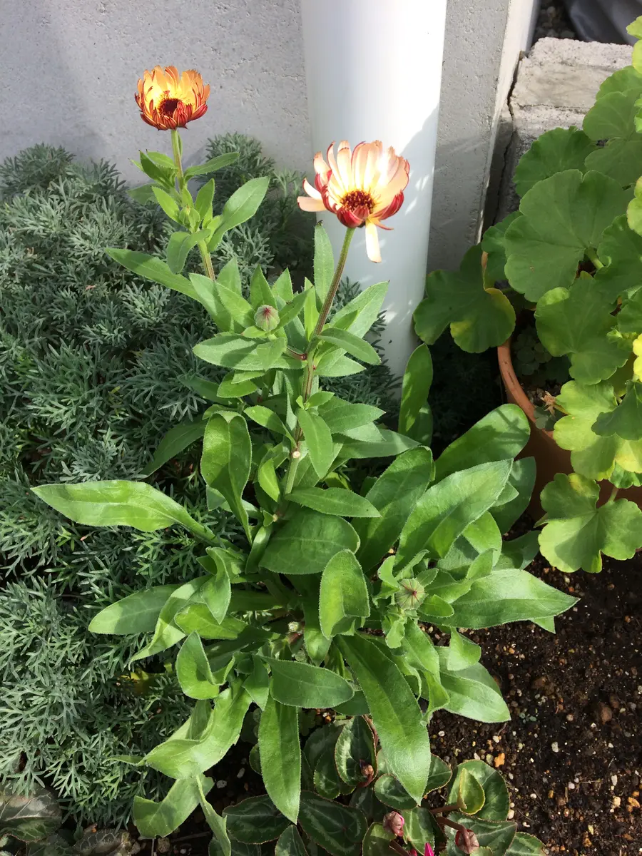 先生さようなら カレンデュラ⭐︎ Flower Species,カレンデュラ | Junk