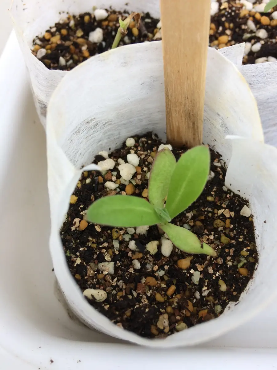 カレンデュラブロンズビューティ｜そだレポ（栽培レポート）byサトリ33