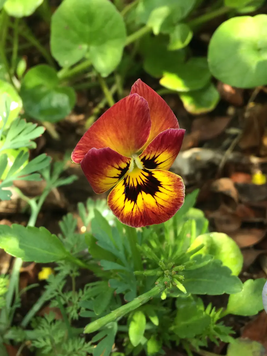 ビオラミックス｜そだレポ（栽培レポート）byサトリ33｜みんなの趣味の園芸