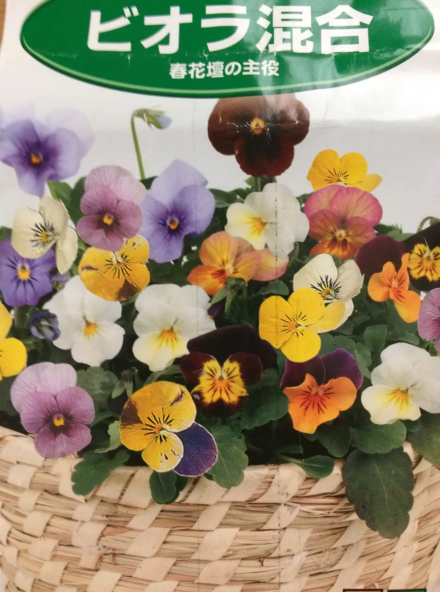 ビオラミックス｜そだレポ（栽培レポート）byサトリ33｜みんなの趣味の園芸