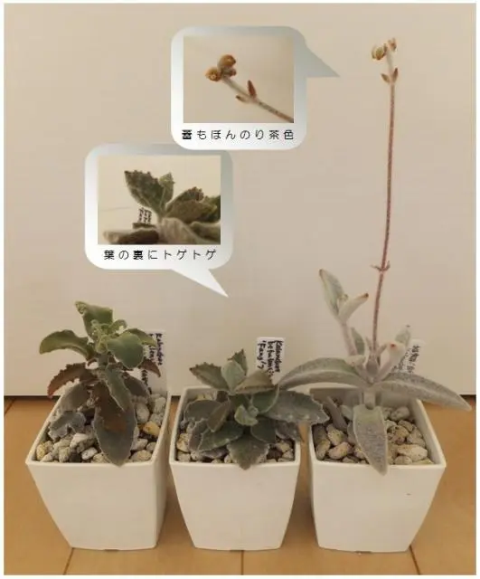 うさみみシリーズ（福兎耳、月兎耳、黒兎耳等）｜そだレポ（栽培