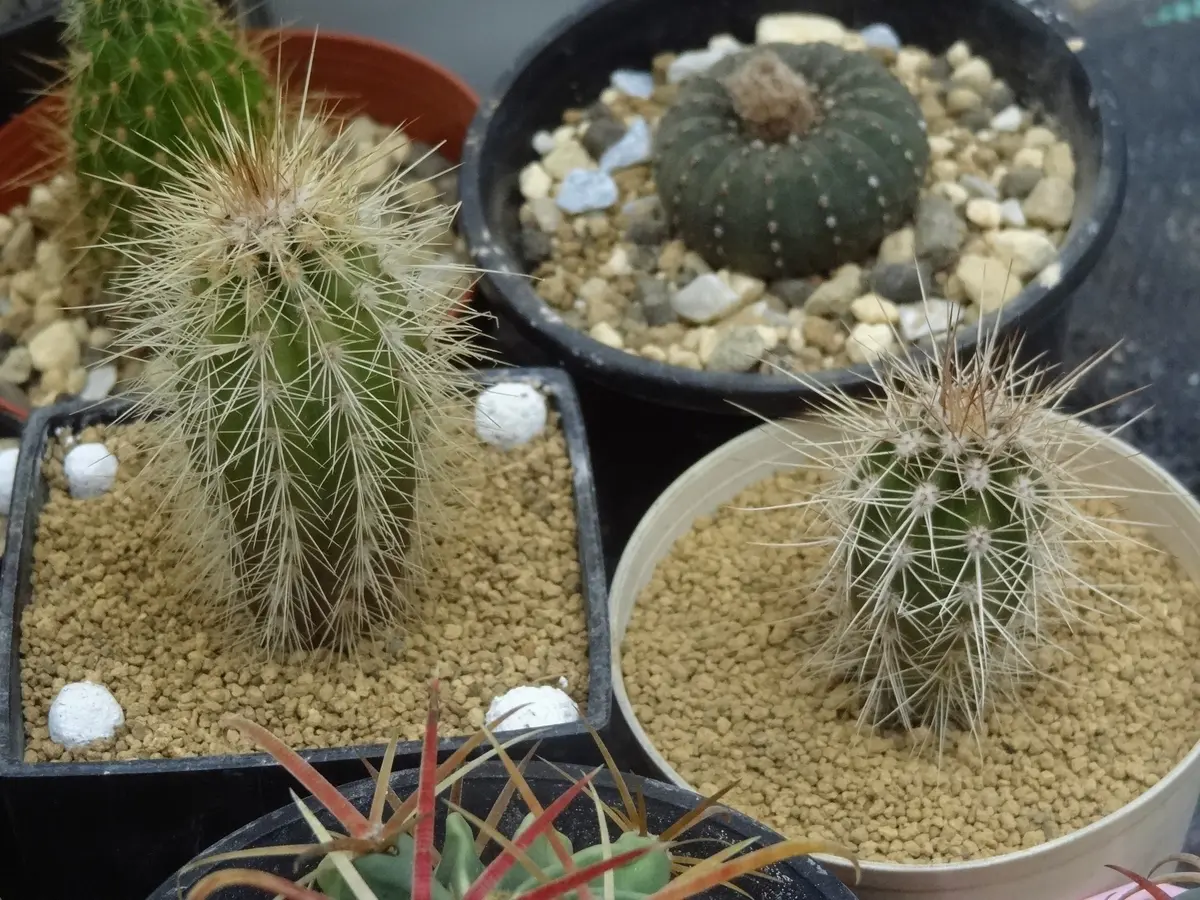 武輪柱　鉢ごと サボテン・武輪柱を買いました。根元が「cactus」のアルバム