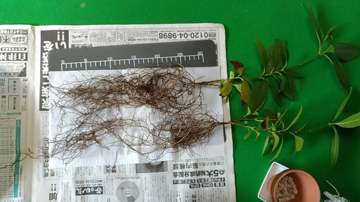 レポ終了】千両｜そだレポ（栽培レポート）byTripleMellow｜みんなの