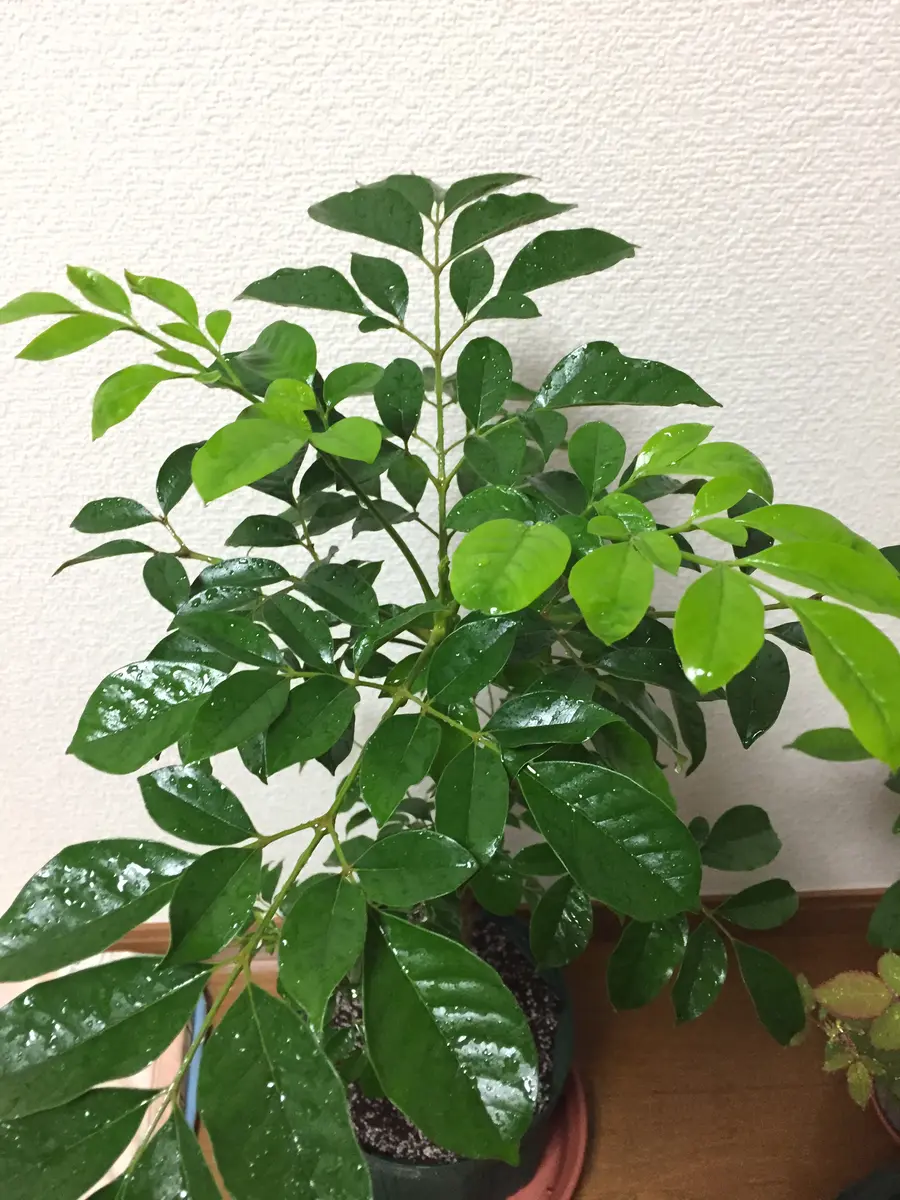 イペ　タベブイア　タベビア　ピンク花　観葉植物　インテリア タベブイア（ピンクイペー）｜そだレポ（栽培レポート）by賢狼
